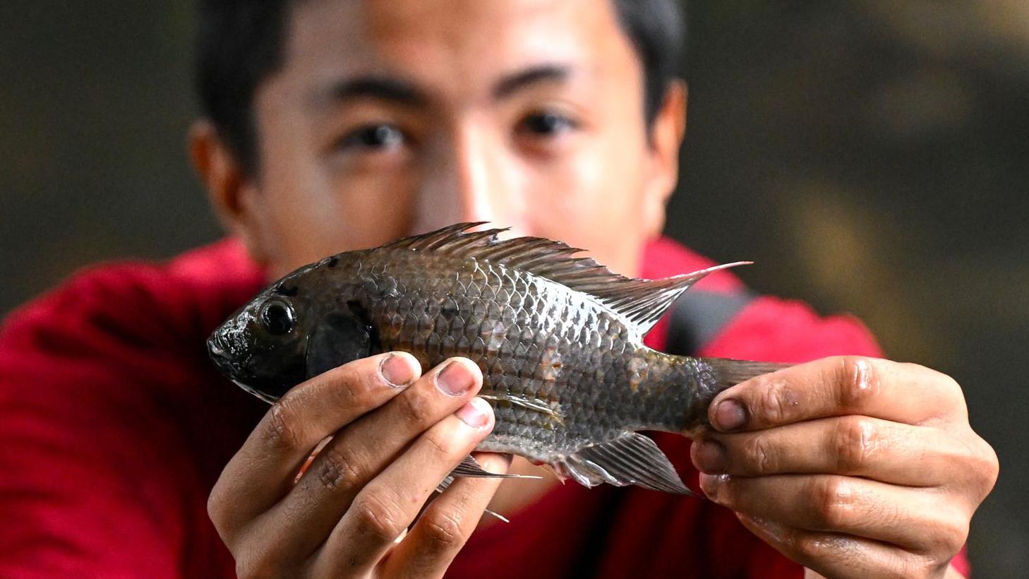 Thailand announces catch of 1,300 tons of black tilapia, an increasingly invasive fish species – Top Buzz Times